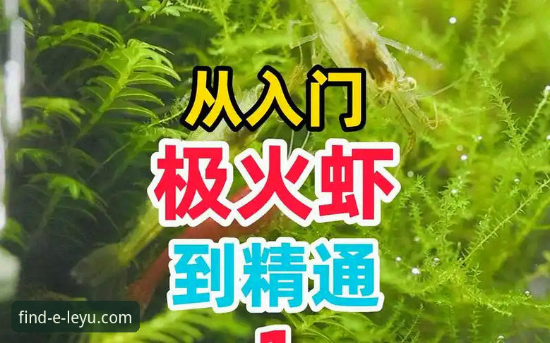 乐鱼体育使用教程官方下载全面评测：从入门到精通的操作指南
